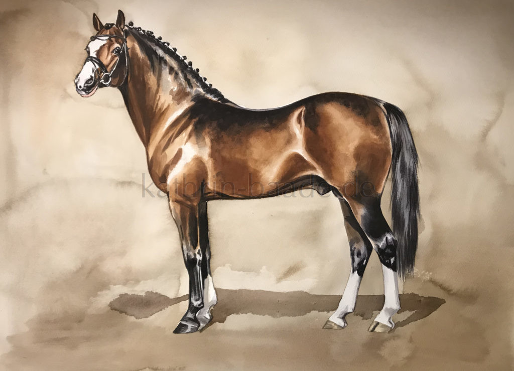 Ponyhengst vor klassischem Hintergrund, Pferd in Seitenaufstellung, gekörter Hengst, Brauner, Aquarell, watercolor